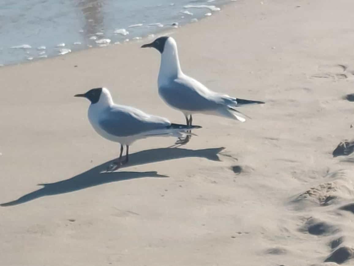 Ostseewind - In Der Strandstrasse-Fuehrt Zur Seebruecke Ostseebad Kühlungsborn Eksteriør billede